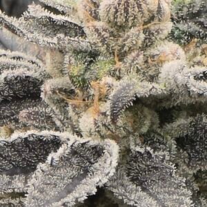 M.O.A.B. Indica