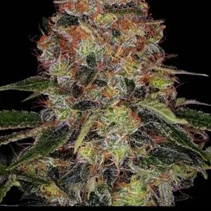 Shishkaberry