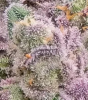 GORILLA GLUE #4